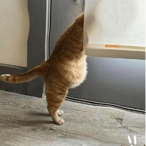 Gatinhos 10