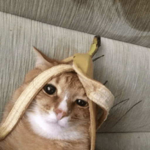 Gatinhos 12