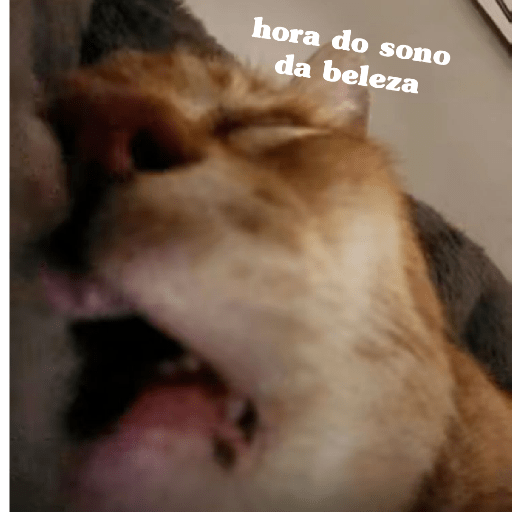 Gatinhos 13
