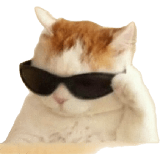Gatitos  5