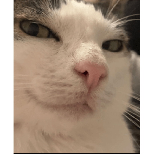 Gatitos  4