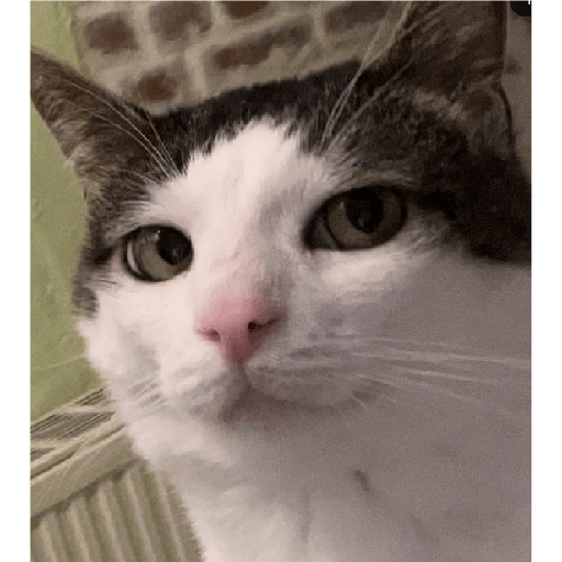 Gatitos  3