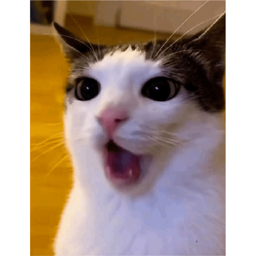 Gatitos  11