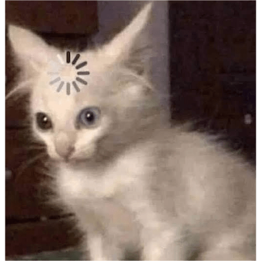 Gatitos  10