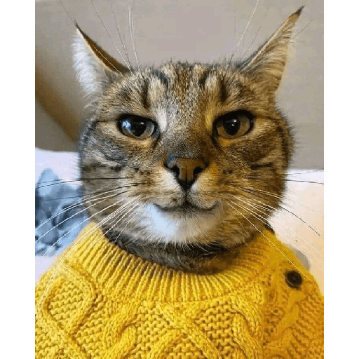 Gatitos  9