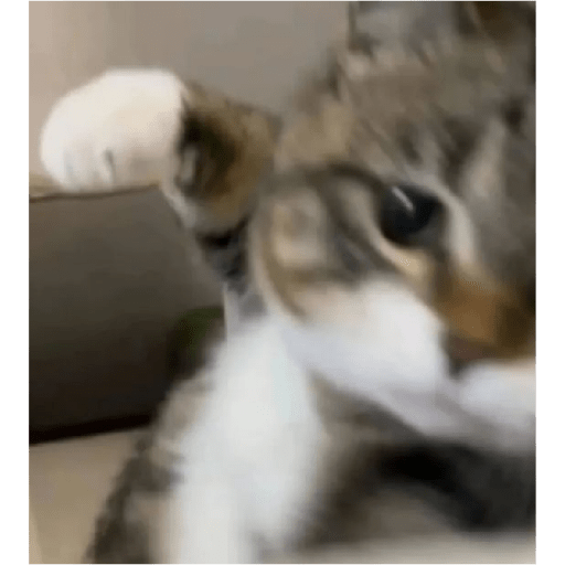 Gatitos  13
