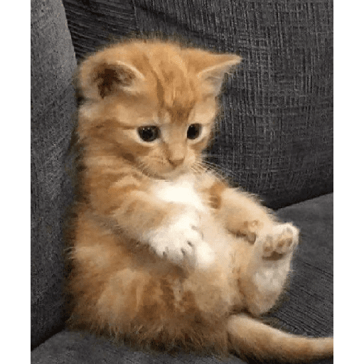 Gatitos  7