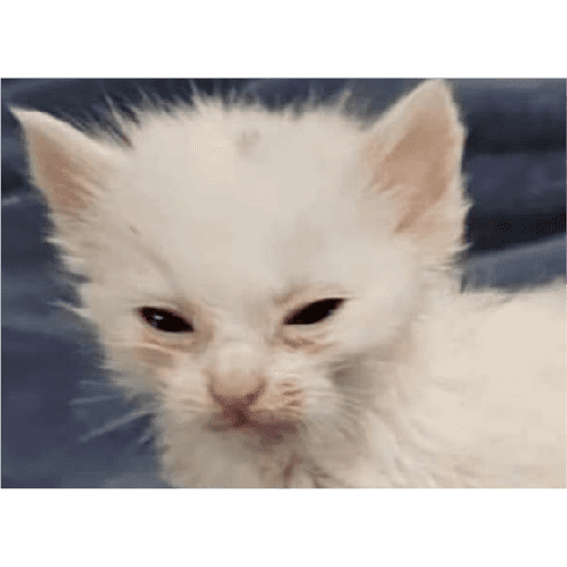 Gatitos  8
