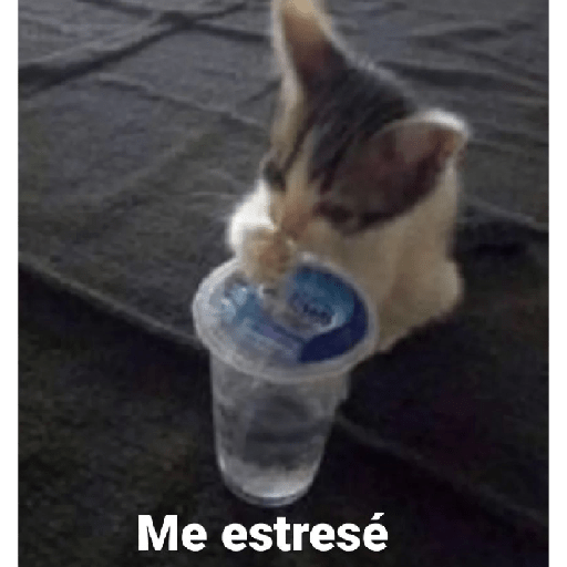 Gatitos  6