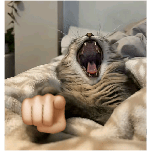 Gatitos  12