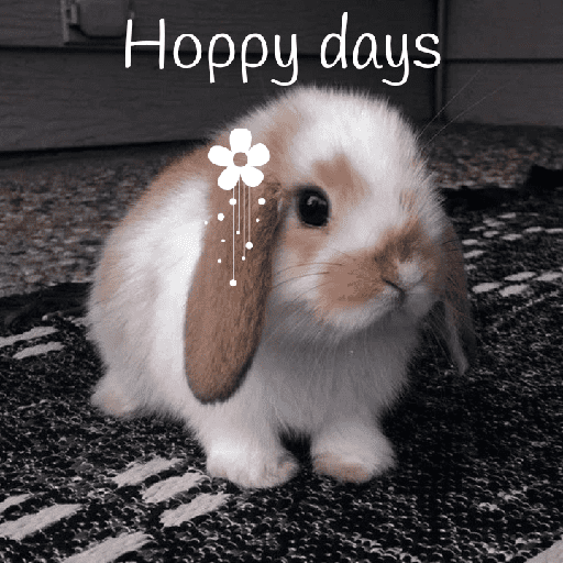 Cute rabbits 💕🐇