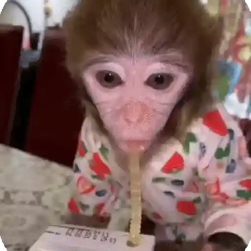 MoNiToS  pArA eL ChAt 🐒