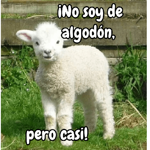 Rebaño adorable para el chat 🐑