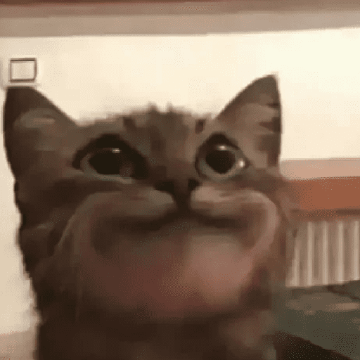 ɾɑղժօʍ  ϲɑեՏ 🐈‍⬛🐈