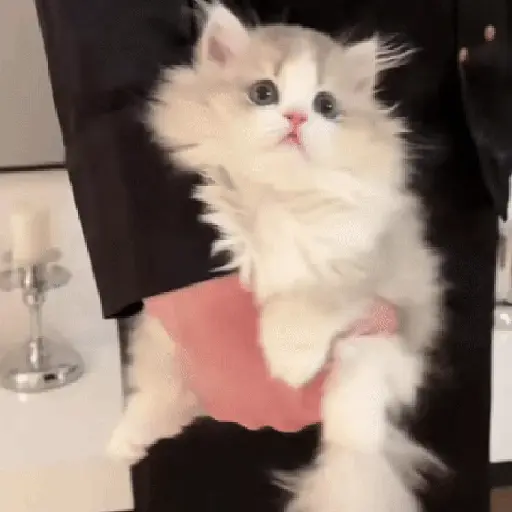 Ternura Gatuna 🐈🐈‍⬛💕