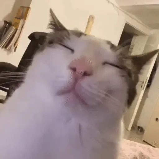 ӀƝƑⱭlƬⱭƁlҼՏ  ⱮӀƇӇӀՏ 🐾🐈‍⬛🐈