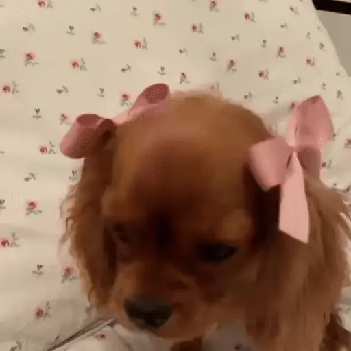 Mascotas Coquettes🎀🐶🐱