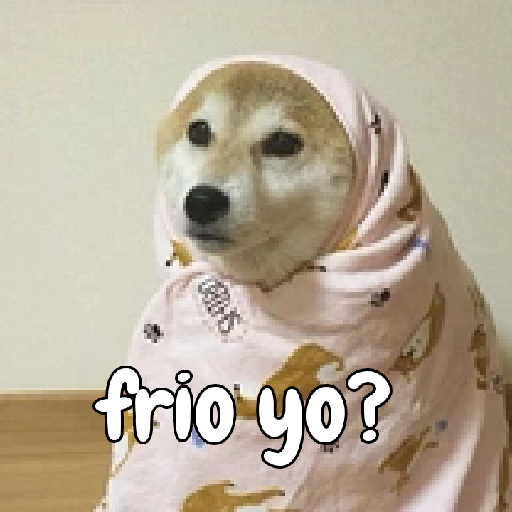 Memes perros 2🐾❗🤭
