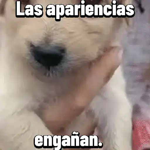Funny memes pets🐾