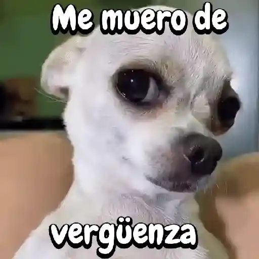 Chihuahua amoros@🥰🐕