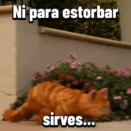 Garfield para el chat 😎🐱 9
