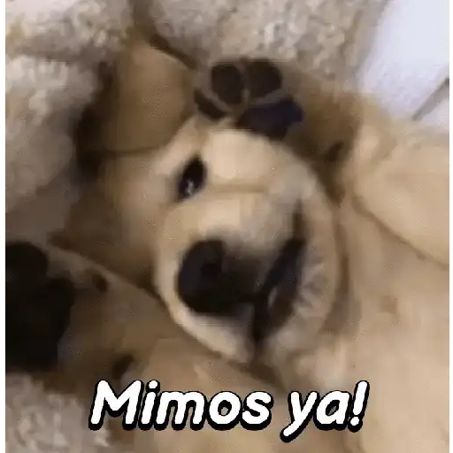 Puppys cute !🐶