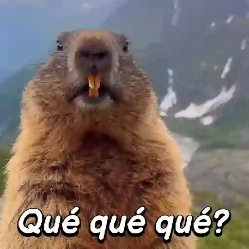Animalitos expresivos 🐾