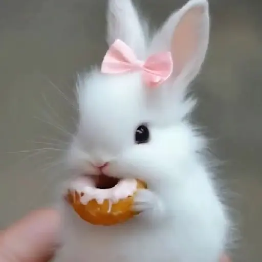 Cute cute Bunny !🐇 15