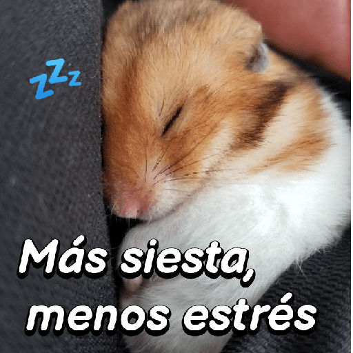 La mimisión 💤💤🐹 8