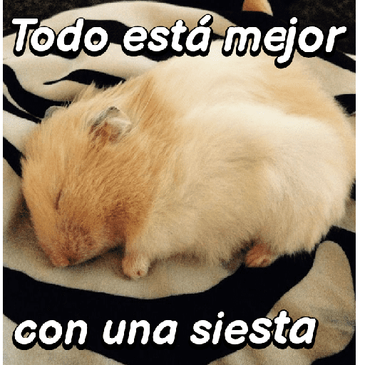 La mimisión 💤💤🐹 12