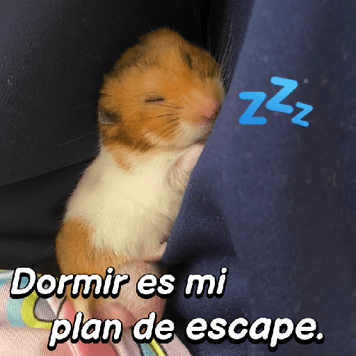 La mimisión 💤💤🐹 11