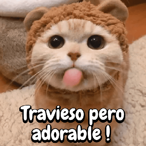 Gatitos Traviesos 🐾🐱