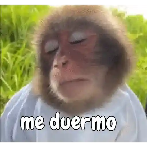 Monos contestones🐵🙈🙉🙊