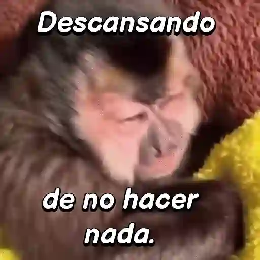 Monos expresivos🙊🙉🙈