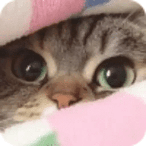 Michis Cute🐈💕🎀