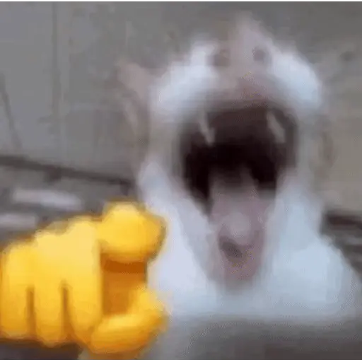 Michis  ɾɑղժօʍ 🐾🐈