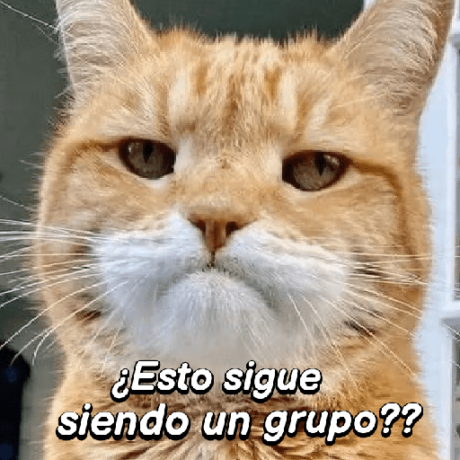 Atentos al Chat! 🐱💬🗣