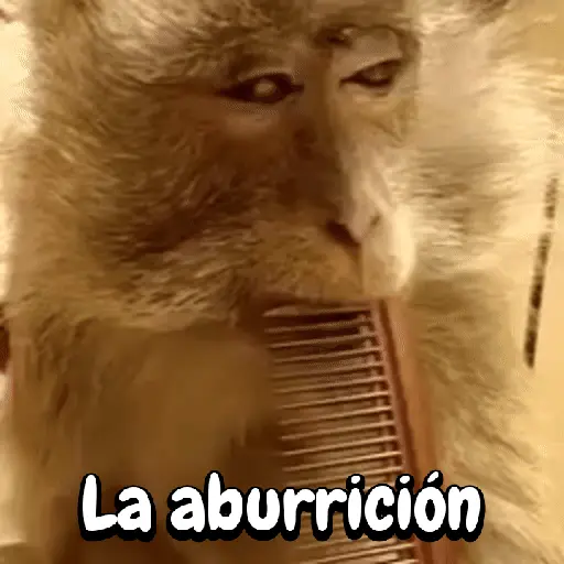 Reacciones de Monitos 🐒🐵