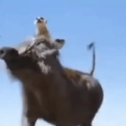 KɑՏօղցօ վҽվҽ ԵíkԵօk 🐗