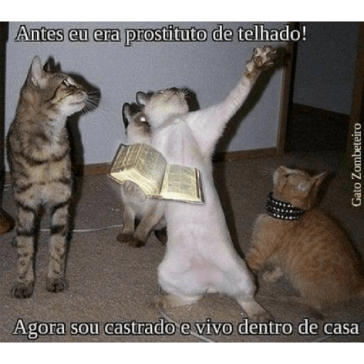 Memes brasileiros 30