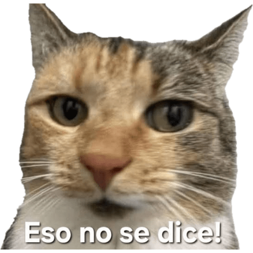 Gatos :3 2 9