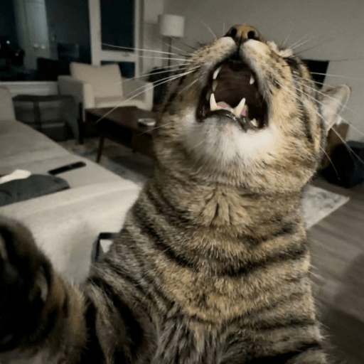 Gatos :3 2 10