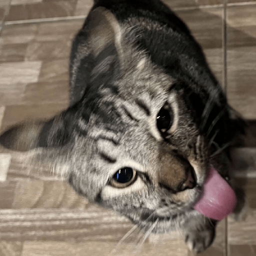 Gatos :3 2 8