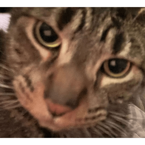 Gatos :3 2 2
