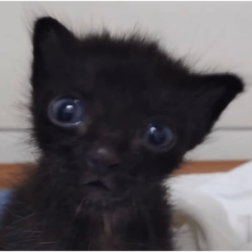 Gatos :3 2 3