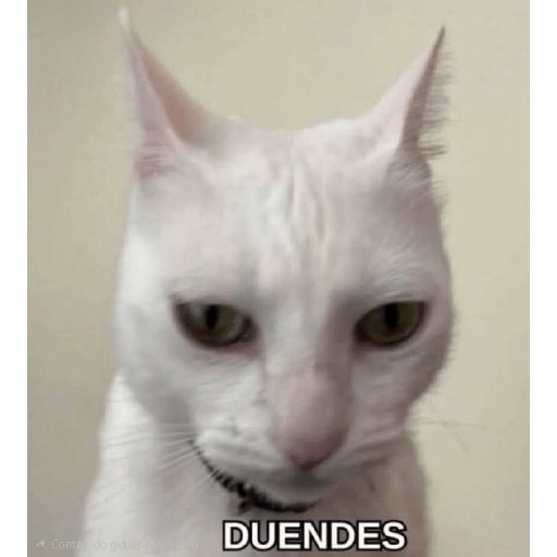 Gatos :3 2 26