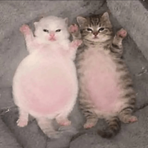 Gatos :3 2 22