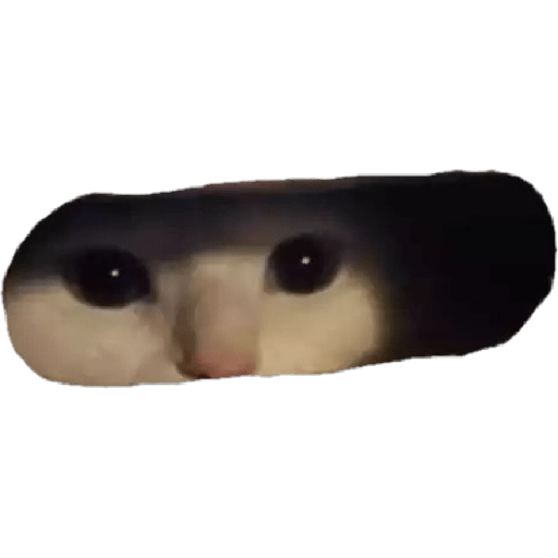 Gatos :3 2 7