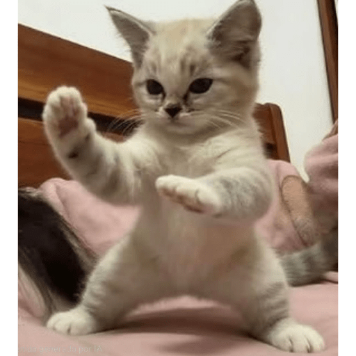 Gatos :3 2 29
