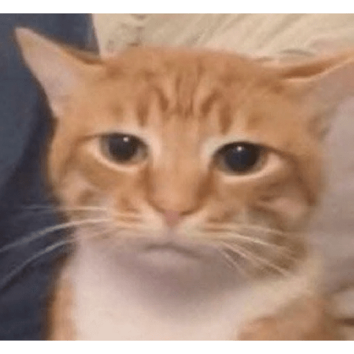 Gatos :3 2 13